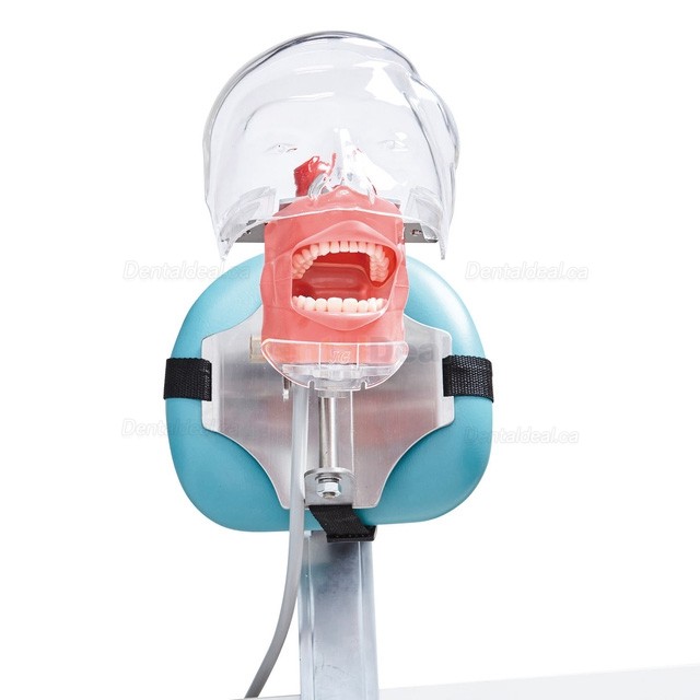 Jingle C6-3 Dental Phantom Manikin Head Compatible with Nissin Kilgore
